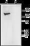 Potassium Calcium-Activated Channel Subfamily M Alpha 1 antibody, GTX54828, GeneTex, Western Blot image 
