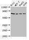 Heat Shock Protein Family A (Hsp70) Member 5 antibody, CSB-PA05027A0Rb, Cusabio, Western Blot image 