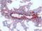 Pulmonary surfactant-associated protein D antibody, BM4005B, Origene, Immunohistochemistry paraffin image 