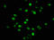 Histone Cluster 1 H1 Family Member E antibody, LS-C670387, Lifespan Biosciences, Immunofluorescence image 