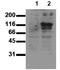Cadherin-15 antibody, AM00012PU-N, Origene, Western Blot image 