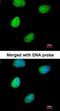 ATRX Chromatin Remodeler antibody, orb73893, Biorbyt, Immunofluorescence image 