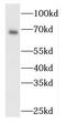 Mitogen-Activated Protein Kinase 4 antibody, FNab04991, FineTest, Western Blot image 