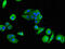 Purinergic Receptor P2X 1 antibody, CSB-PA017319LA01HU, Cusabio, Immunofluorescence image 