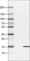 S100 Calcium Binding Protein A4 antibody, NBP2-52890, Novus Biologicals, Western Blot image 