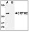 CD294 antibody, LS-B3209, Lifespan Biosciences, Western Blot image 
