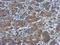 Protocadherin gamma-B4 antibody, NBP2-15065, Novus Biologicals, Immunohistochemistry frozen image 