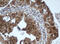 Proline Rich 11 antibody, M10121, Boster Biological Technology, Immunohistochemistry paraffin image 