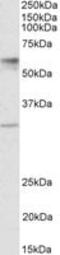 Sialin antibody, MBS422957, MyBioSource, Western Blot image 