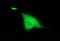 D-Aminoacyl-TRNA Deacylase 1 antibody, LS-C797759, Lifespan Biosciences, Immunofluorescence image 