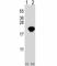Peptidylprolyl Cis/Trans Isomerase, NIMA-Interacting 1 antibody, F51450-0.4ML, NSJ Bioreagents, Western Blot image 