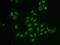 Structure Specific Recognition Protein 1 antibody, 22-202, ProSci, Immunofluorescence image 