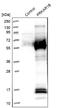 PKA regulatory subunit I beta antibody, NBP1-87451, Novus Biologicals, Western Blot image 