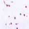 Cell Division Cycle 25C antibody, LS-C358446, Lifespan Biosciences, Immunohistochemistry frozen image 