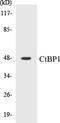 C-Terminal Binding Protein 1 antibody, EKC1147, Boster Biological Technology, Western Blot image 