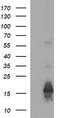 Melan-A antibody, TA506026, Origene, Western Blot image 