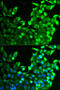 Fibroblast Growth Factor Receptor 2 antibody, 18-480, ProSci, Immunofluorescence image 