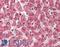 CXADR Ig-Like Cell Adhesion Molecule antibody, LS-A8846, Lifespan Biosciences, Immunohistochemistry frozen image 