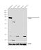Dopamine Beta-Hydroxylase antibody, PA5-34664, Invitrogen Antibodies, Western Blot image 