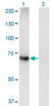 Phosphatidylinositol Glycan Anchor Biosynthesis Class Q antibody, LS-C133992, Lifespan Biosciences, Western Blot image 