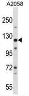 Large proline-rich protein BAG6 antibody, AP50344PU-N, Origene, Western Blot image 