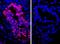 IgG-heavy and light chain antibody, A120-314D4, Bethyl Labs, Immunofluorescence image 