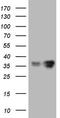 Galectin 9 antibody, TA805651S, Origene, Western Blot image 