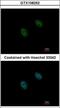 Dual Specificity Phosphatase 2 antibody, GTX108252, GeneTex, Immunocytochemistry image 