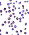 Forkhead Box D4 Like 1 antibody, 6693, ProSci, Immunocytochemistry image 