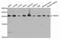 Proteasome Subunit Alpha 2 antibody, PA5-76655, Invitrogen Antibodies, Western Blot image 