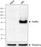 Fc Fragment Of IgG Receptor Ia antibody, 334635, BioLegend, Western Blot image 