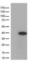 Hes Family BHLH Transcription Factor 1 antibody, TA500114, Origene, Western Blot image 