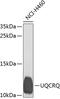 Ubiquinol-Cytochrome C Reductase Complex III Subunit VII antibody, 23-950, ProSci, Western Blot image 