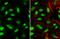PBX1 antibody, NBP2-19713, Novus Biologicals, Immunocytochemistry image 