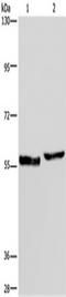 Solute Carrier Family 1 Member 6 antibody, TA322676, Origene, Western Blot image 