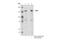 Praja Ring Finger Ubiquitin Ligase 2 antibody, 40180S, Cell Signaling Technology, Immunoprecipitation image 