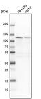 Nucleolar protein 14 antibody, PA5-58851, Invitrogen Antibodies, Western Blot image 