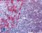CD79a antibody, LS-B4504, Lifespan Biosciences, Immunohistochemistry paraffin image 