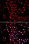 Karyopherin Subunit Alpha 4 antibody, LS-C331831, Lifespan Biosciences, Immunofluorescence image 
