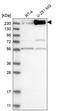 Integrator Complex Subunit 1 antibody, PA5-54488, Invitrogen Antibodies, Western Blot image 