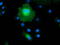 Microtubule Associated Protein RP/EB Family Member 2 antibody, TA502960, Origene, Immunofluorescence image 