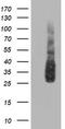 Ubiquitin-like-conjugating enzyme ATG3 antibody, TA503301, Origene, Western Blot image 