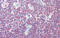 BTB Domain And CNC Homolog 2 antibody, 25-527, ProSci, Immunohistochemistry paraffin image 