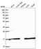 SAP30 Like antibody, HPA048665, Atlas Antibodies, Western Blot image 