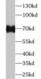 Yes Associated Protein 1 antibody, FNab09559, FineTest, Western Blot image 