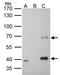 MSL Complex Subunit 3 antibody, GTX105652, GeneTex, Immunoprecipitation image 