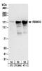 RNA Binding Motif Protein 33 antibody, A303-928A, Bethyl Labs, Western Blot image 