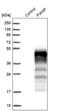 PILR Alpha Associated Neural Protein antibody, PA5-52715, Invitrogen Antibodies, Western Blot image 