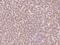 Protein cornichon homolog antibody, 204918-T08, Sino Biological, Immunohistochemistry frozen image 