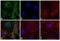 Rat IgG Isotype Control antibody, A24544, Invitrogen Antibodies, Immunofluorescence image 
